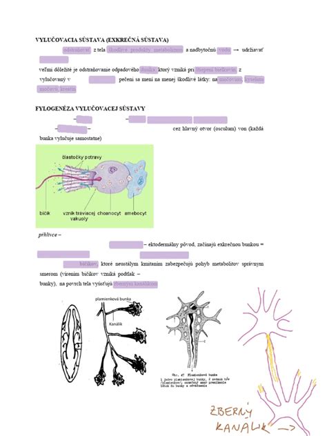 Ilustrácia vylučovacej sústavy