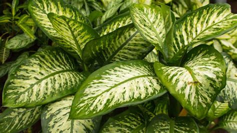 Dieffenbachia