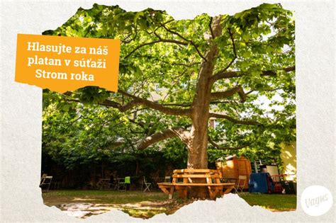 Monumentálny platan pri kaštieli