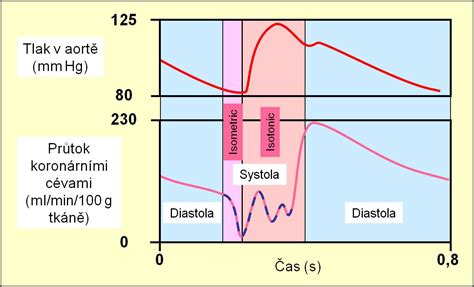 Diagram srdcového cyklu s vyznačením systoly a diastoly