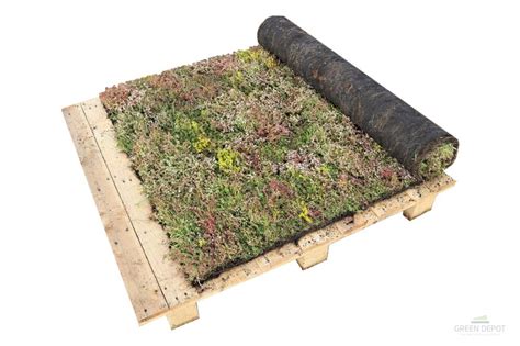 Rozchodníkový koberec na streche