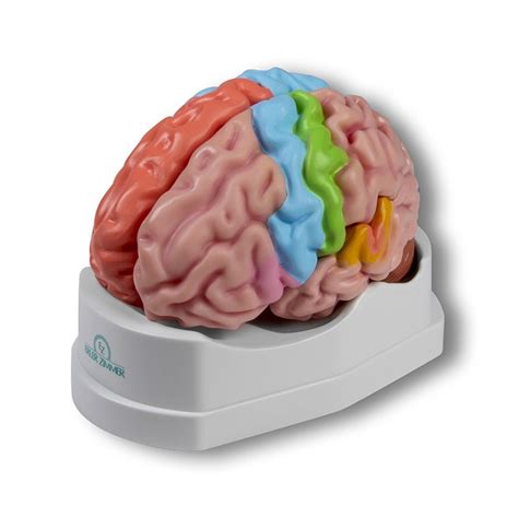 Model ľudského mozgu s vyznačenými oblasťami súvisiacimi s neurotransmitermi