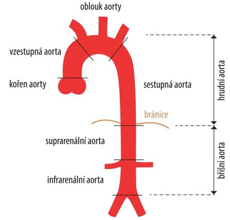 Ilustrácia ľudskej aorty s vyznačením aortálneho oblúka