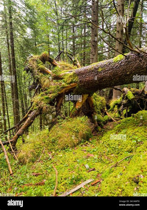 Image of a fallen tree in a forest, symbolizing the wind calamity