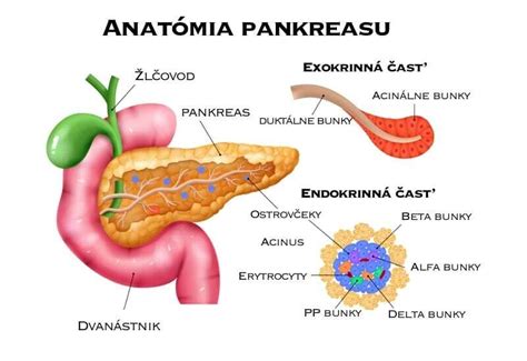 Anatomická štruktúra pankreasu
