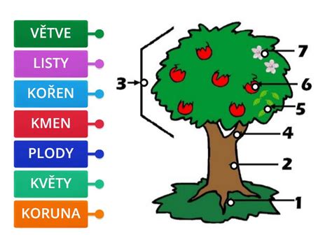 Diagram merania obvodu kmeňa stromu