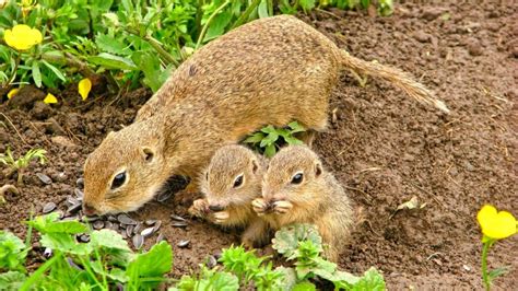 Sysľovisko Biele vody