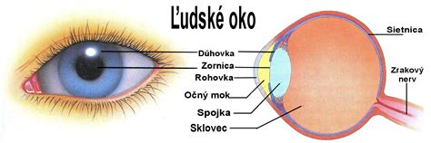 Ilustrácia ľudského oka s vyznačenou rohovkou, šošovkou a sietnicou