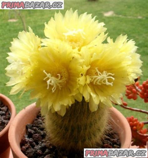 Detail kvetu kaktusu