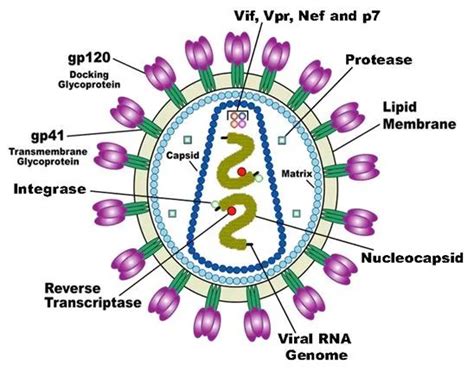 Ilustrácia vírusu HIV