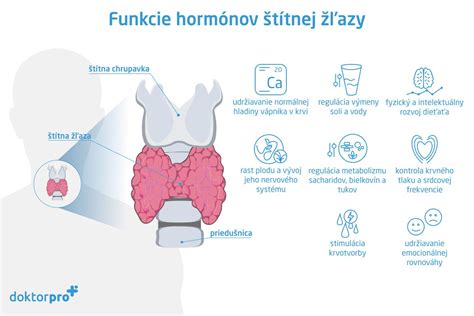 Ilustrácia štítnej žľazy v krku