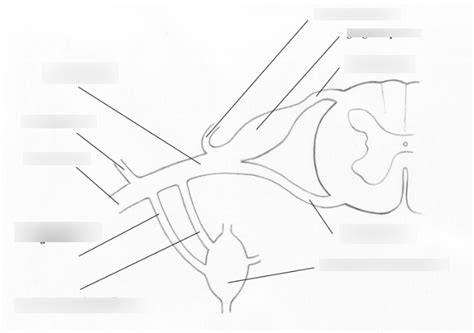 Diagram znázorňujúci umiestnenie zvratného nervu vzhľadom na štítnu žľazu