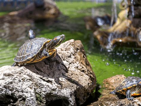 zdravá korytnačka v akváriu