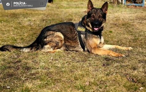 Žena psovodka s policajným psom