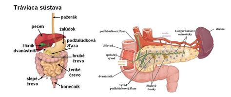 Anatomické znázornenie orgánov v brušnej dutine