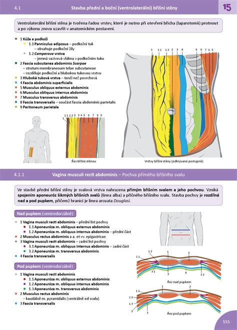 Anatomické znázornenie brušnej steny