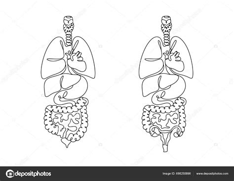 Anatomická kresba pier s vyznačenými nervovými zakončeniami
