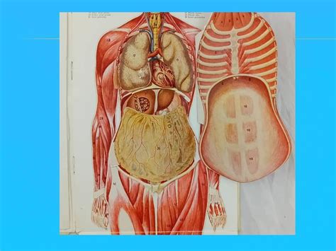 Ilustrácia erotogénnych zón ženského tela