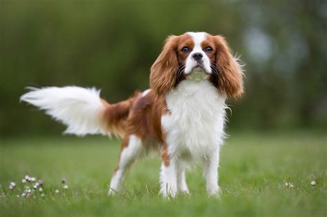 Portrét psa plemena Cavalier King Charles Spaniel
