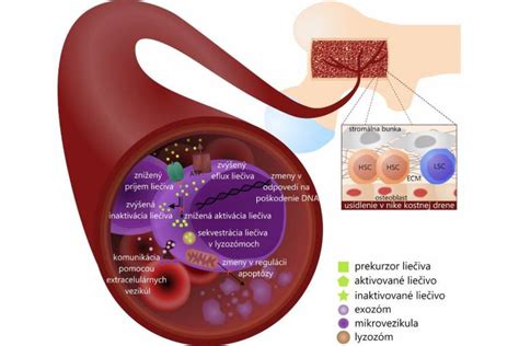 Grafické znázornenie mechanizmu účinku antihistaminík