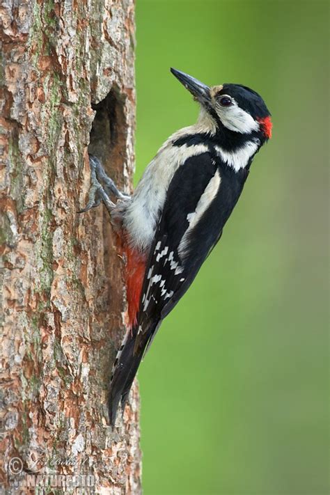 Datel velký (Dendrocopos major) s typickou červenou čapicou
