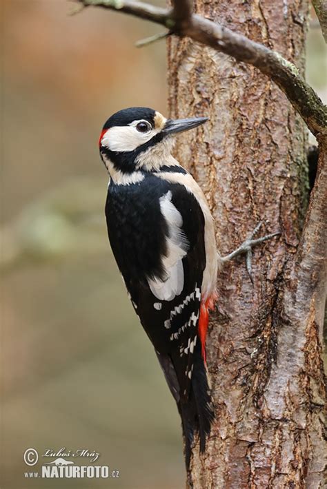 Datel velký (Dendrocopos major) v lete