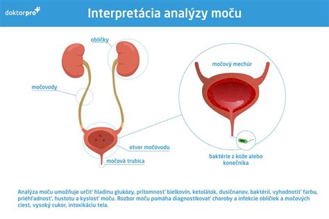 Ilustrácia správneho odberu stredného prúdu moču