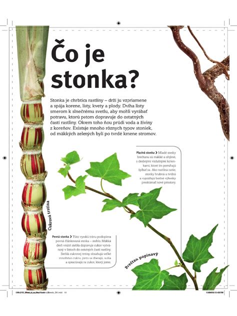 Ukážka bylinkárskej expozície