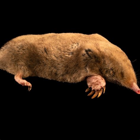 Ilustrácia potravinovej mole