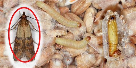 Infografika: Ako sa zbaviť molí