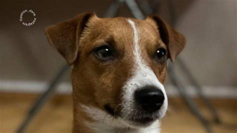 Pes s výrazom úzkosti