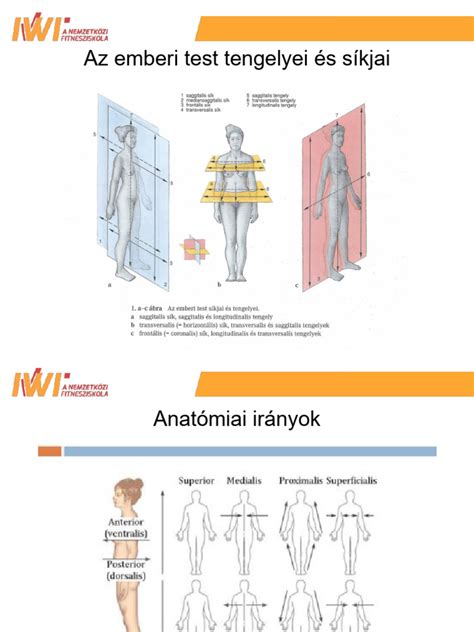 Anatómia lakťa s vyznačenými šľachami
