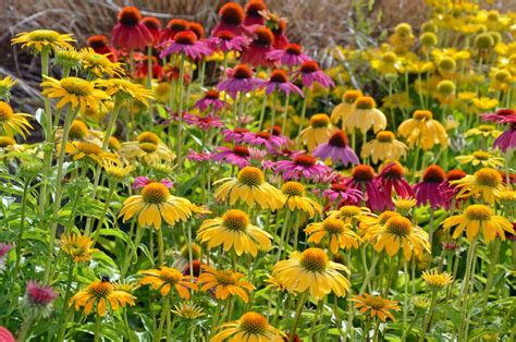 Rozmanitosť trvaliek na slnko - levanduľa, echinacea, rudbekia