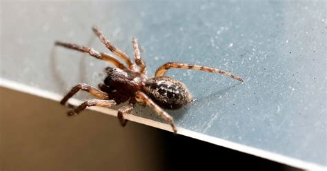 Obraz znázorňujúci Ukrižovaného ako symbol trpezlivosti