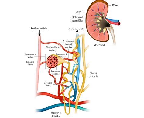 Diagram znázorňujúci nefrón, základnú funkčnú jednotku obličky
