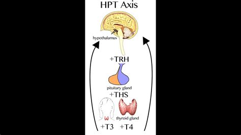 Diagram zobrazujúci hormonálnu os hypotalamus-hypofýza-gonády