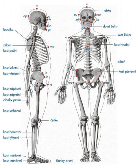 Ilustrácia ľudskej kostry s vyznačenými najčastejšími lokalitami kostných metastáz