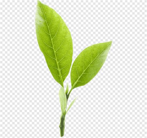 Čajové lístky Camellia sinensis