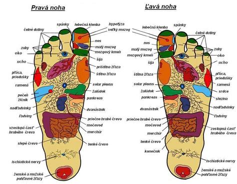 Diagram toku čchi v tele podľa čínskej medicíny