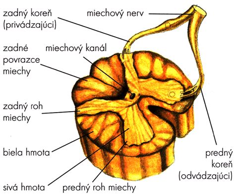 Ilustrácia miechy a obalov mozgu