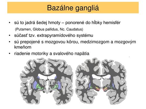Diagram znázorňujúci porovnanie objemu šedej hmoty v mozgu u meditujúcich a nemeditujúcich jedincov