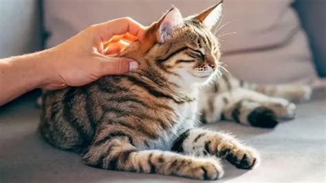 Mačka hladkaná na hlave