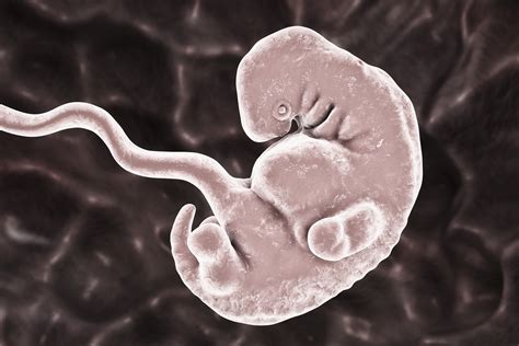 embryo v 5. týždni tehotenstva