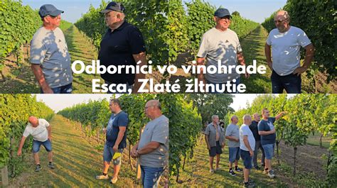 Umiestnenie koncového stĺpa vo vinohrade
