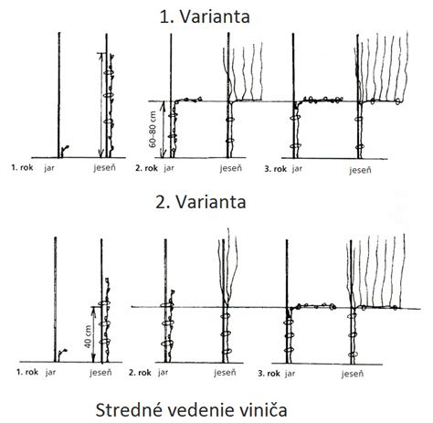 Schéma Rýn-Hessenského vedenia viniča