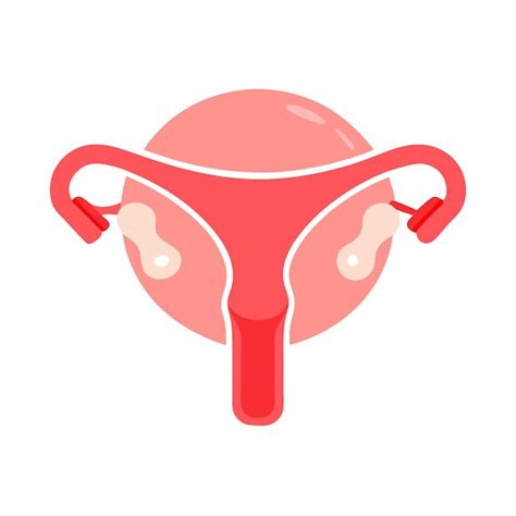 Diagram ženského reprodukčného systému s vyznačenou ovuláciou