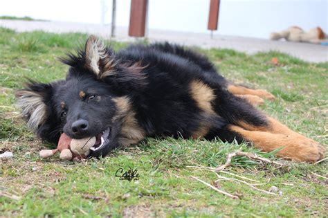 Ilustračná fotografia psa pri výkone povelu