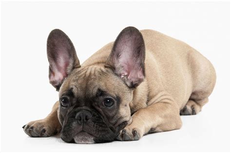 francúzsky buldoček