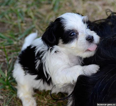 havanský psík