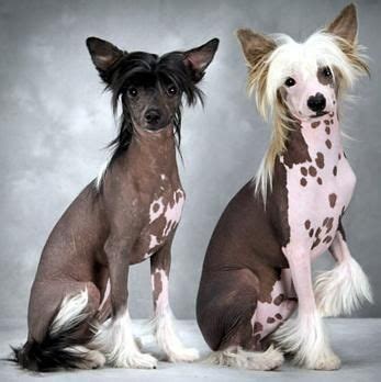 čínsky chocholatý pes